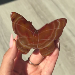 Carnelian Butterfly