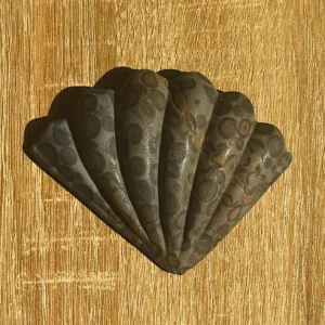 The Mermaid’s Fortune Shell