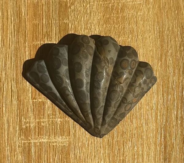 The Mermaid’s Fortune Shell