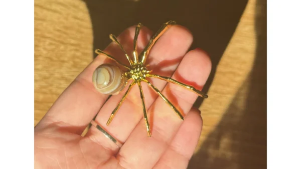 🤎Radiant Bands Spider🕷️ - Image 2