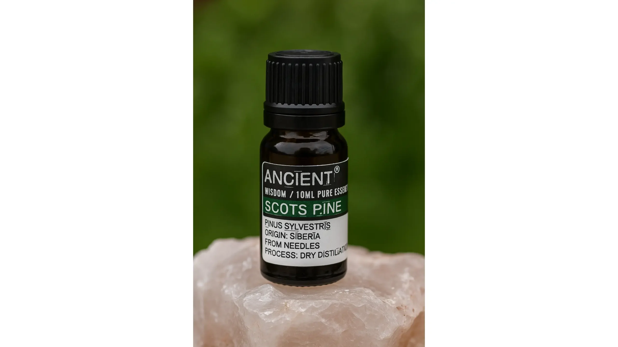 🌲 Scots Pine essential oil ~ The Forest Guardian of Strength & Renewal🌲