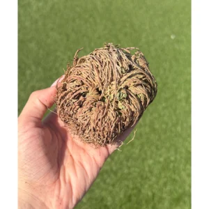 💧🌹Rose of Jericho ~ The Little Witch’s Awakening🌹💧
