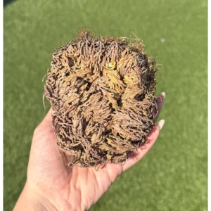 💧🌹Rose of Jericho ~ The Witch’s Returning Rose🌹💧