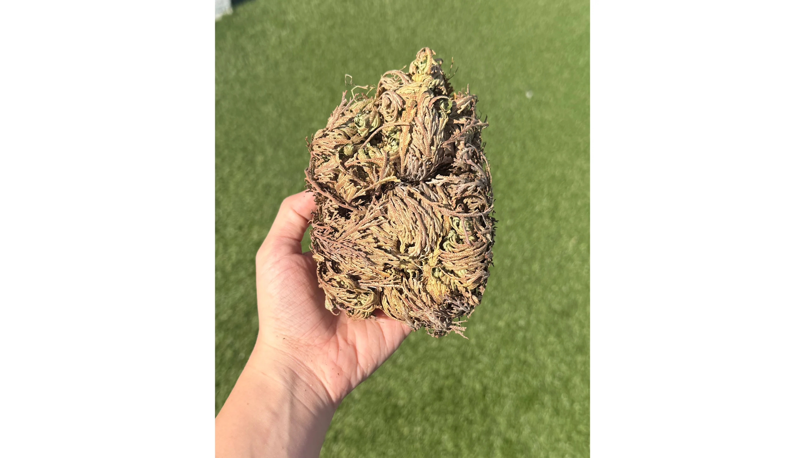 💧🌹Rose of Jericho ~ The Witch’s Resurrection Relic🌹💧 - Image 3
