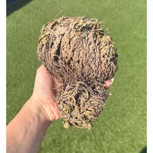 💧🌹Rose of Jericho ~ The Witch’s Resurrection Relic🌹💧