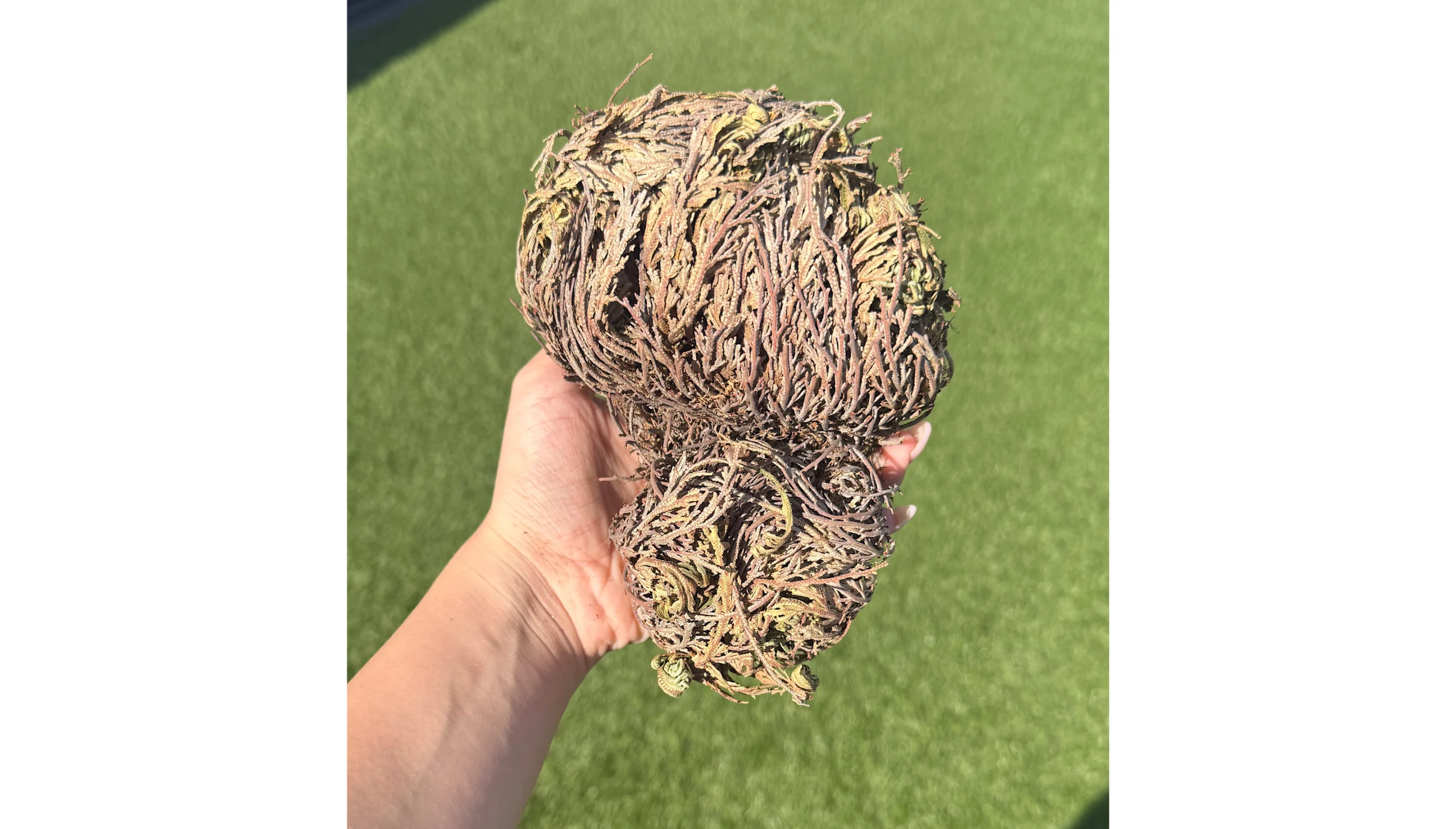 💧🌹Rose of Jericho ~ The Witch’s Resurrection Relic🌹💧